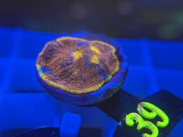 KORALLE 39 - FLAMING BUGATTI CHALICE - FREI ZUM KAUF