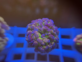 KORALLE 52 - MULTICOLOR HAMMER PARAANCORA - BIG HEAD