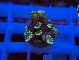 KORALLE 86 - ULTRA ALVEOPORA - Bastian Kaltofen Mitglied (1 Jahr) ​