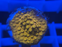 KORALLE 34 - SUNKIST CYPHASTREA - FREI ZUM KAUF