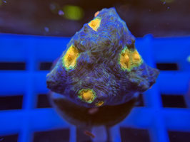 KORALLE 93  -  AFTERBURNER CHALICE - FREI ZUM KAUF