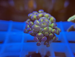 KORALLE 67 - BLOOCHY BLOSSOM PARAANCORA