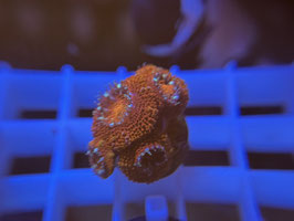 KORALLE 49 - RED MICROMUSSA - FREI ZUM KAUF