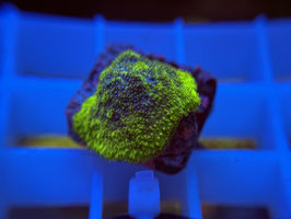 KORALLE 58 - MONSTEER JAM PSAMMOCORA