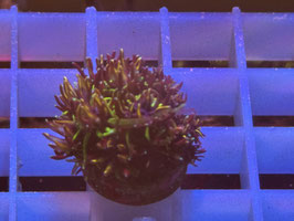 KORALLE 42 - SONIC THE HEDGEHOD GALAXEA