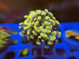 KORALLE 26 - GOLDEN PARAANCORA