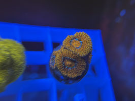 KORALLE 99 - ORANGE ULTRA MICROMUSSA