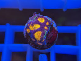 KORALLE 34 - WWC BEJEWELED FAVIA