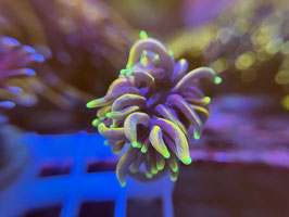 KORALLE 91 - DRAGON SOUL TORCH - Die Scheibengucker 