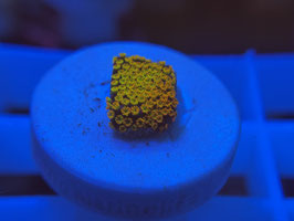 KORALLE 64 - RAINBOW MONTIPORA