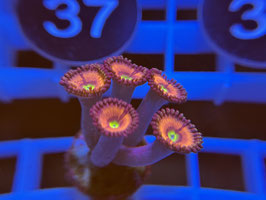 KORALLE 30 - PINK ZOANTHUS