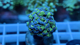 KORALLE 89 - GREEN yaeyamaensis