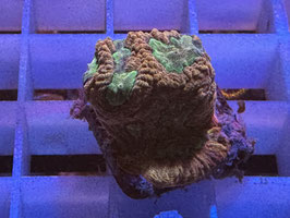 KORALLE 38 - GOLDRUSH FAVIA