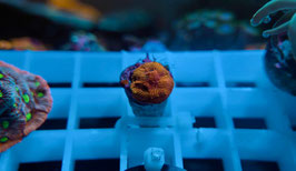 KORALLE 16 - MICRO FRAG LEPTASTREA ORANGE