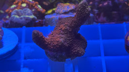 KORALLE 61 - GRAFTED MONTIPORA DIGITATA - FREI ZUM KAUF