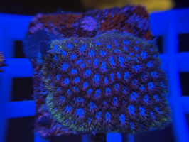 KORALLE 9 - LEPTASTREA ULTRA -Maren Schoden ​​