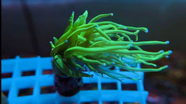 KORALLE 42 - NEON GREEN TORCH