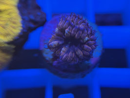 KORALLE 85 - PORNSTAR BLASTOMUSSA