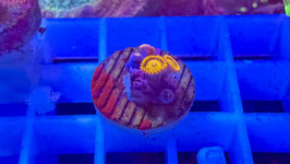 KORALLE 8 - ORANGE MANDARIN - @MarkusHoppe-j6b