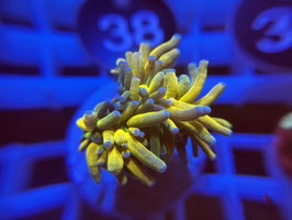 KORALLE 31 - HOLY GRAIL BANANA TORCH - IHRE KLEINE WELT