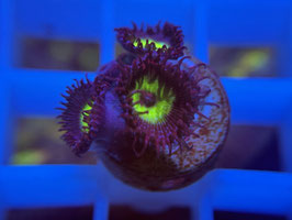 KORALLE 21 - MINDBLOWING PALYTHOA - FREI ZUM KAUF