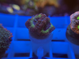 KORALLE 64 - YELLOW/ PINK ACAN