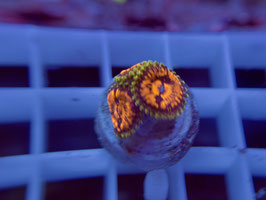 KORALLE 95 - FLAMING BROHICAN ZOANTHUS