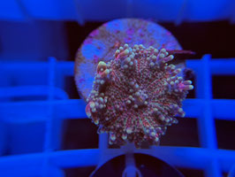 KORALLE 29 - RICORDEA YUMA PINK/ RED