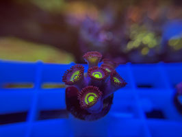 KORALLE 60 - PANAMA BLUE ZOANTHUS