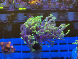 KORALLE 50 - DRAGON SOUL TORCH - FREI ZUM KAUF