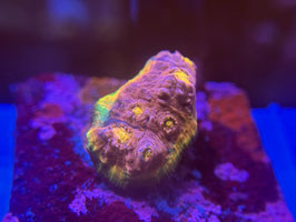 KORALLE 76 - RAINBOW UNICORN CHALICE - FREI ZUM KAUF