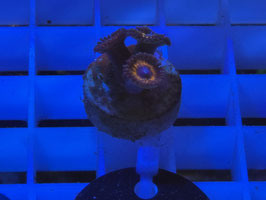 KORALLE 41 - AMOR OF GOD ZOANTHUS - FREI