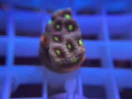 KORALLE 36 - KILL BILL FAVIA - @Bettina-r8r ​​