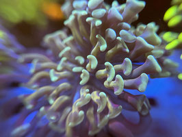 KORALLE 98 - GOLD/ TEAL PARAANCORA