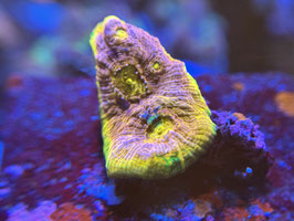 KORALLE 72 - WWC UNICORN CHALICE