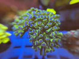 KORALLE 65 - TWO TONE PARAANCORA -FREI ZUM KAUF