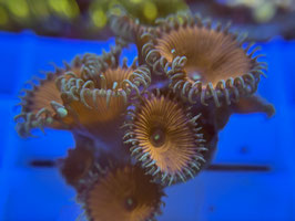 KORALLE 62 - TOXIC RED PALYTHOA