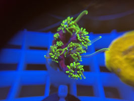 KORALLE 47 - HULK GALAXEA - FREI ZUM KAUF