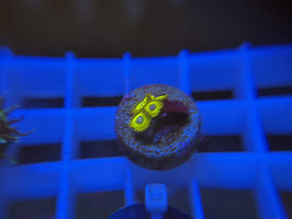 KORALLE 45 - PIKATCHU ZOANTHUS - Die Scheibengucker 