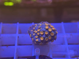 KORALLE 60 - METEOR SHOWER CYPHASTREA