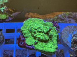 KORALLE 18 - DISCOBALL LEPTOSERIS