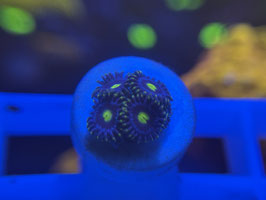 KORALLE 7 - ALIEN ORGASM ZOANTHUS - FREI ZUM KAUF