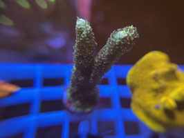 KORALLE 97 - ACROPORA MILLEPORA