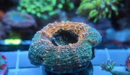 KORALLE 72 - LOBOPHYLLIA GREEN ORANGE