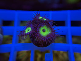 KORALLE 15 - MINDBLOWING PALYTHOA