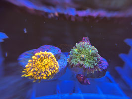 KORALLE 100 -  RICORDEA YUMA DOUBLE