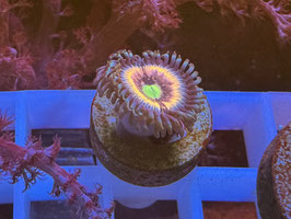 KORALLE 1 - ICE PHANTOM ZOANTHUS