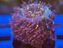 KORALLE 86 - ORIGINAL MAGIC CARPET RHODACTIS