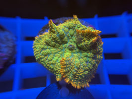 KORALLE 51 - TEQUILA SUNRISE RHODACTIS