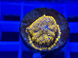 KORALLE 21 - ORANGE DELIGHT RHODACTIS